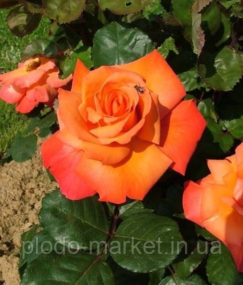 Троянда чайно-гібридна "Христофор Колумб", фото 1