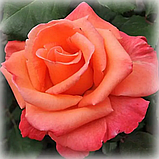 Троянда чайно-гібридна "Христофор Колумб", фото 2