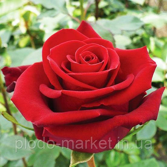 Троянда чайно-гібридна "Форевер Янг" (Rose Forever Young), фото 1