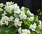 Бегонія Фея F1, біла 50 шт (Leda Agro), фото 2