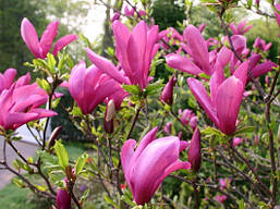 Магнолія гібридна Susan 2 річна, Магнолія гібридна Сюзан / Сузан, Magnolia hibrida / hybrids Susan, фото 4