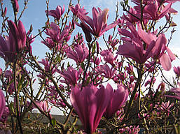 Магнолія гібридна Susan 2 річна, Магнолія гібридна Сюзан / Сузан, Magnolia hibrida / hybrids Susan, фото 5