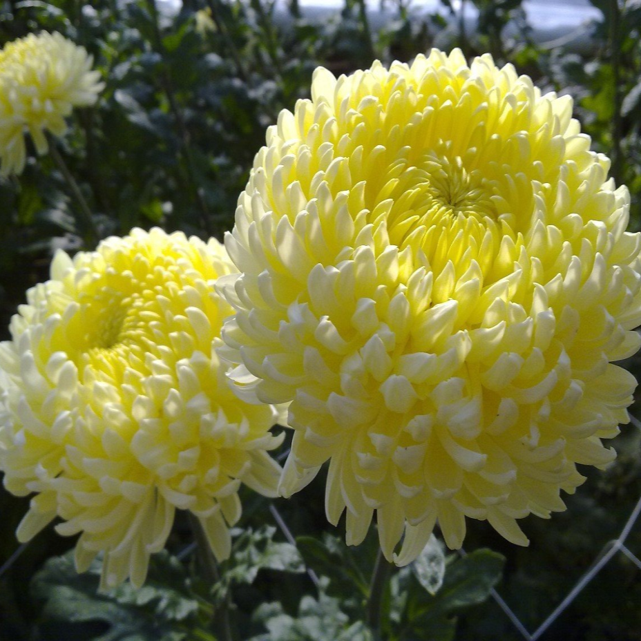 Саджанці Хризантеми Повна Атена Цитрон (Chrysanthemum Atena Citron) P9, фото 1