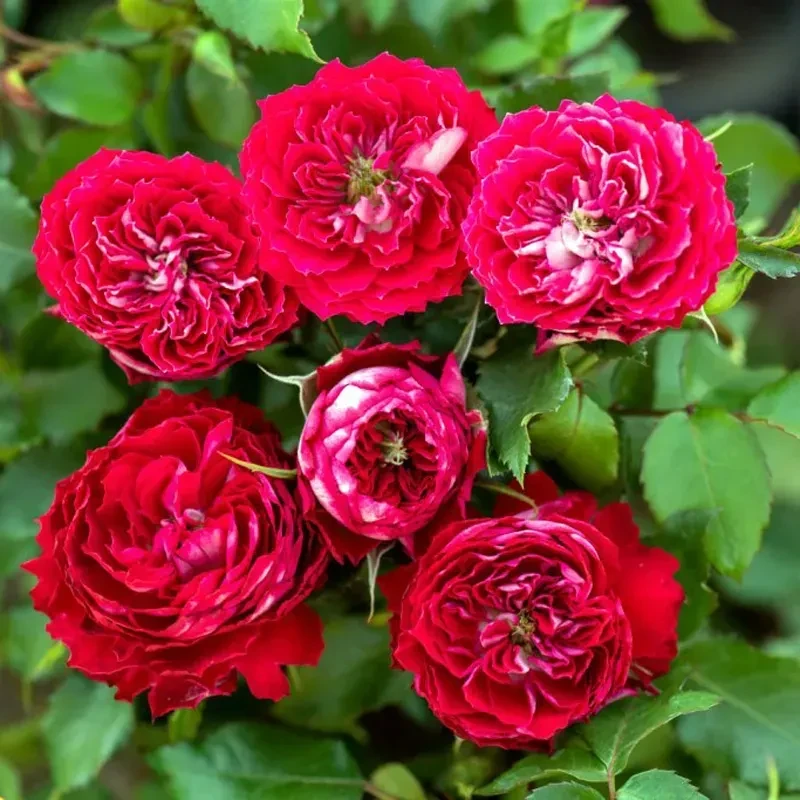 Бордюрна троянда "Гранатовий браслет", фото 1