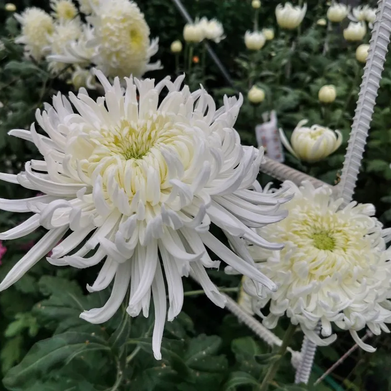 Саджанці Хризантеми Повна Фаєрворкс Крім (Chrysanthemum Ind. Fireworks Cream) P9, фото 1
