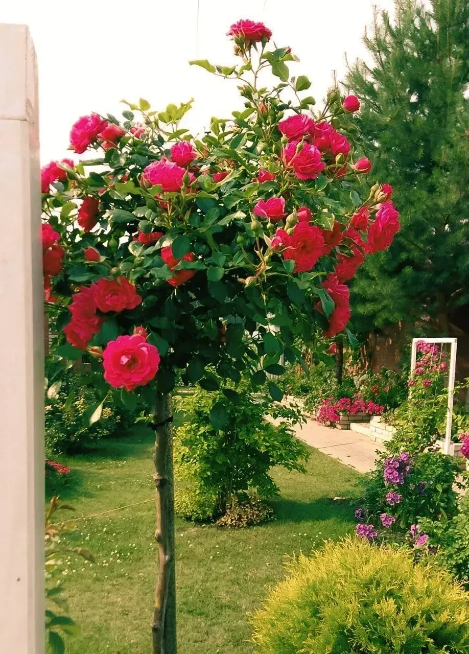 Троянда штамбова "Роді", фото 1