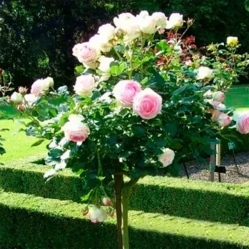 Троянда штамбова "Едем", фото 1