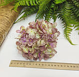 Голова гортензії дрібної . 15см. Триколірна, фото 2