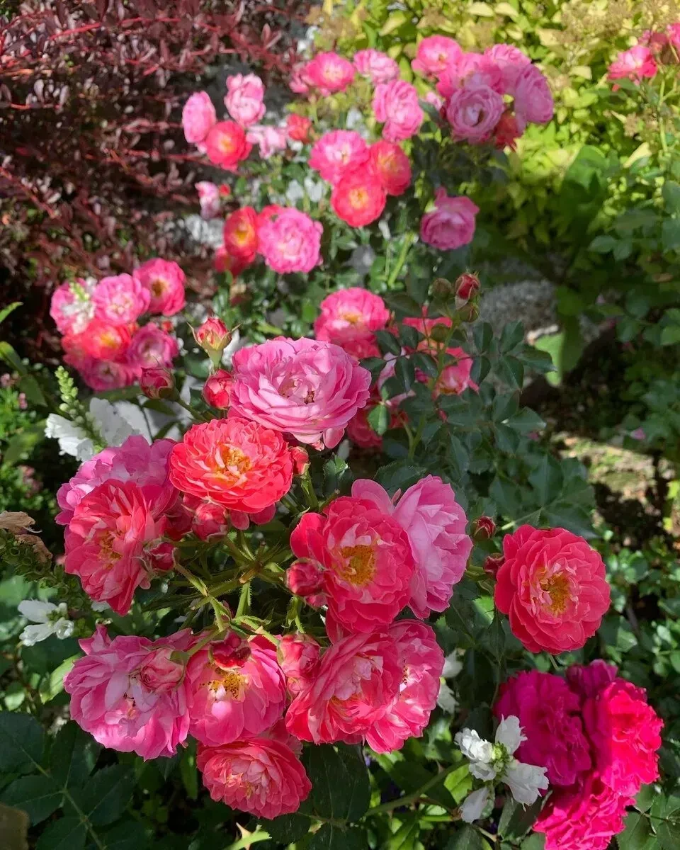 Бордюрна троянда "Шармант" (Charmant), фото 1