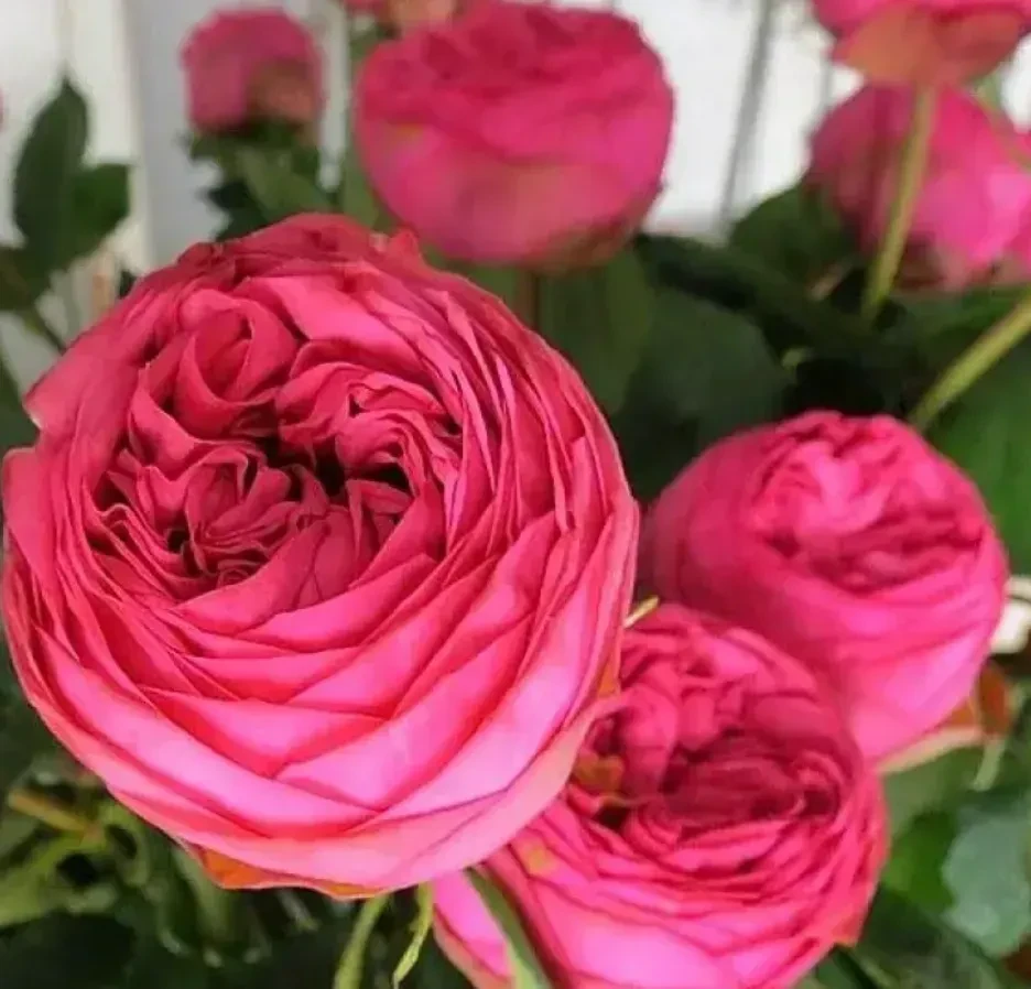 Троянда англійська Пінк Піано, фото 1