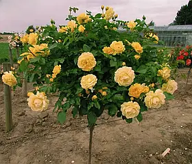 Троянда штамбова "Ландора"