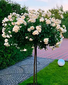 Троянда штамбова "Кристал"