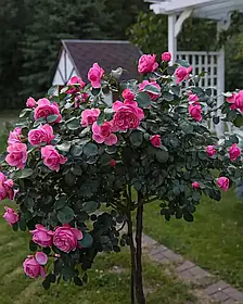 Троянда штамбова "Леонардо да Вінчі"