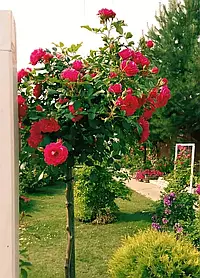 Троянда штамбова "Роді"