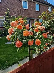 Троянда штамбова "Вуду"