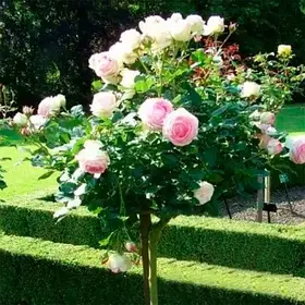 Троянда штамбова "Едем"