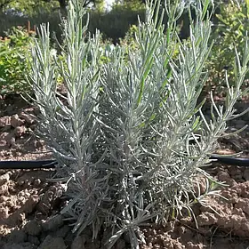 Набір саджанців лаванди 10 шт (однорічні кущі)