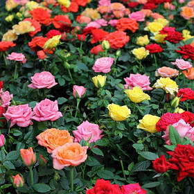 Мікс набір з 10 гарних бордюрних торянд