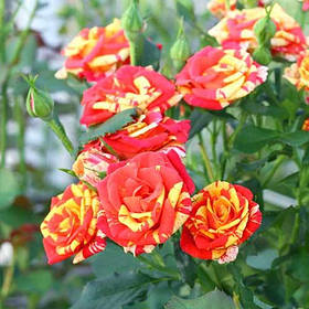 Мікс набір із 5 бордюрних троянд