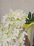 Гліцинія, біла. 60 см. (5 гілок), фото 2