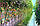 Фітосвітильник для рослин лінійний Т5 9W(60cm) повний фітоспектр, фото 5