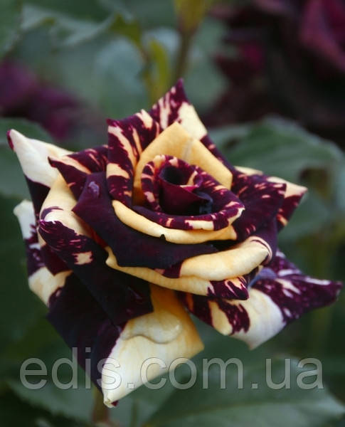 Роза плетистая Абракадабра (Abracadabra) - фото 1 - id-p469492922