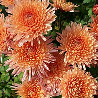 Саджанці Хризантеми Повна Санкiсс Мангуе (Chrysanthemum Sunkiss Mangue) P9