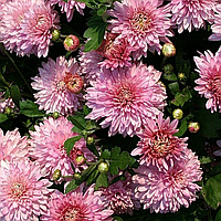 Саджанці Хризантеми Повна Санкісс Пінк (Chrysanthemum Sunkiss Pink) P9