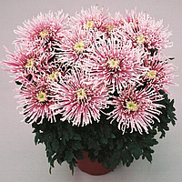 Саджанці Хризантеми Повна Чусан Бланк (Chrysanthemum Chussan Blanc) P9