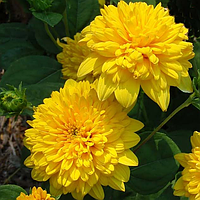 Саджанці Хризантеми Повна Алака Йеллоу (Chrysanthemum Alaka Yellow) P9