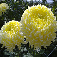 Саджанці Хризантеми Повна Атена Цитрон (Chrysanthemum Atena Citron) P9
