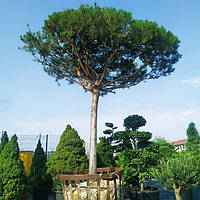 Саджанці Сосни звичайної на штамбі (Pinus sylvestris) С4