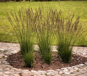 Молінія блакитна 'Heidezwerg'. Контейнер 1л