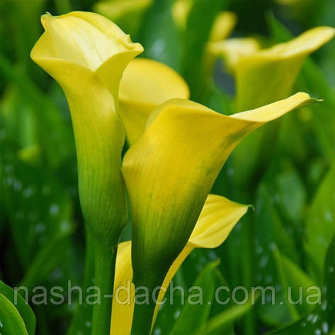 Кала Саншайн, Sunshine (горщик 2л), фото 1