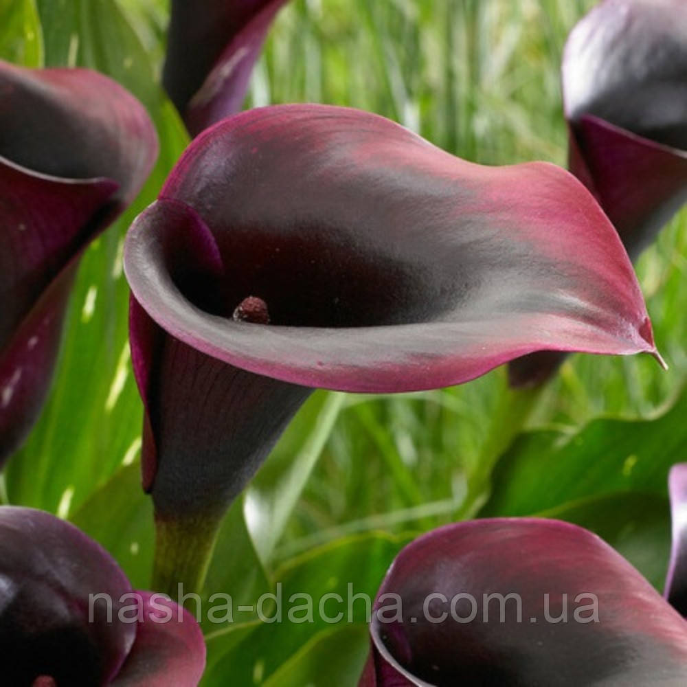 Кала Рудольф, Rudolph (горщик 2л)