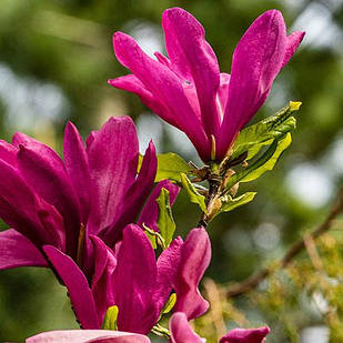 Саджанці Магнолії Сьюзан (Magnolia Susan) C2