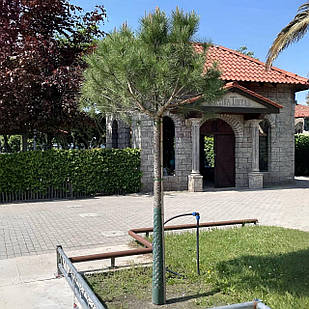 Саджанці Сосни звичайної на штамбі (Pinus sylvestris) С4