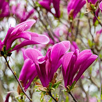 Саджанці Магнолії Сьюзан (Magnolia Susan) C2
