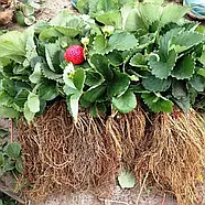 Розсада полуниці Монарх (Monarch) - середньо-рання, крупноплодна, солодка, фото 3