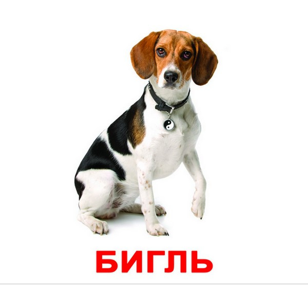 Карточки Домана на русском "Породы собак" - фото 1 - id-p469562752