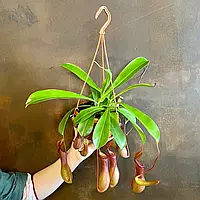Саджанці Непентеса (мухоловки) Monkey Jars (Nepenthes Monkey Jars) C1
