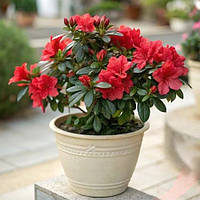 Саджанці Азалії червоної (Azalea) Ø 13 см