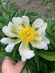 Півонія Green Halo корінь 3-5 вічок