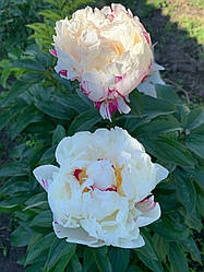 Півонія Candy Stripe корінь 3-5 вічок