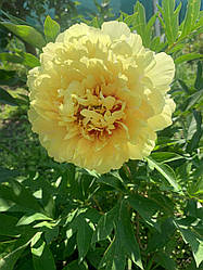 Півонія Sonoma Yedo корінь 3-5 вічок