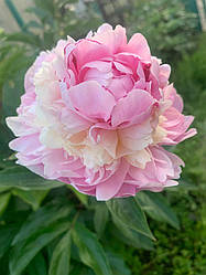 Півонія Chestine Gowdy  корінь 3-5 вічок