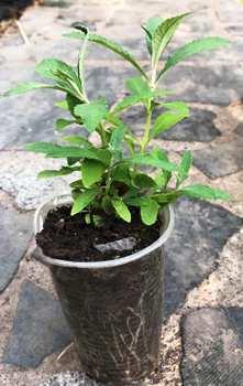 Будлея 34 Адоніс Блю (Buddleja davidii Adonis Blue). У контенерах 0.5 л., фото 1