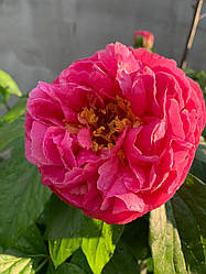 Півонія «Walküre» корінь 3-5 вічок