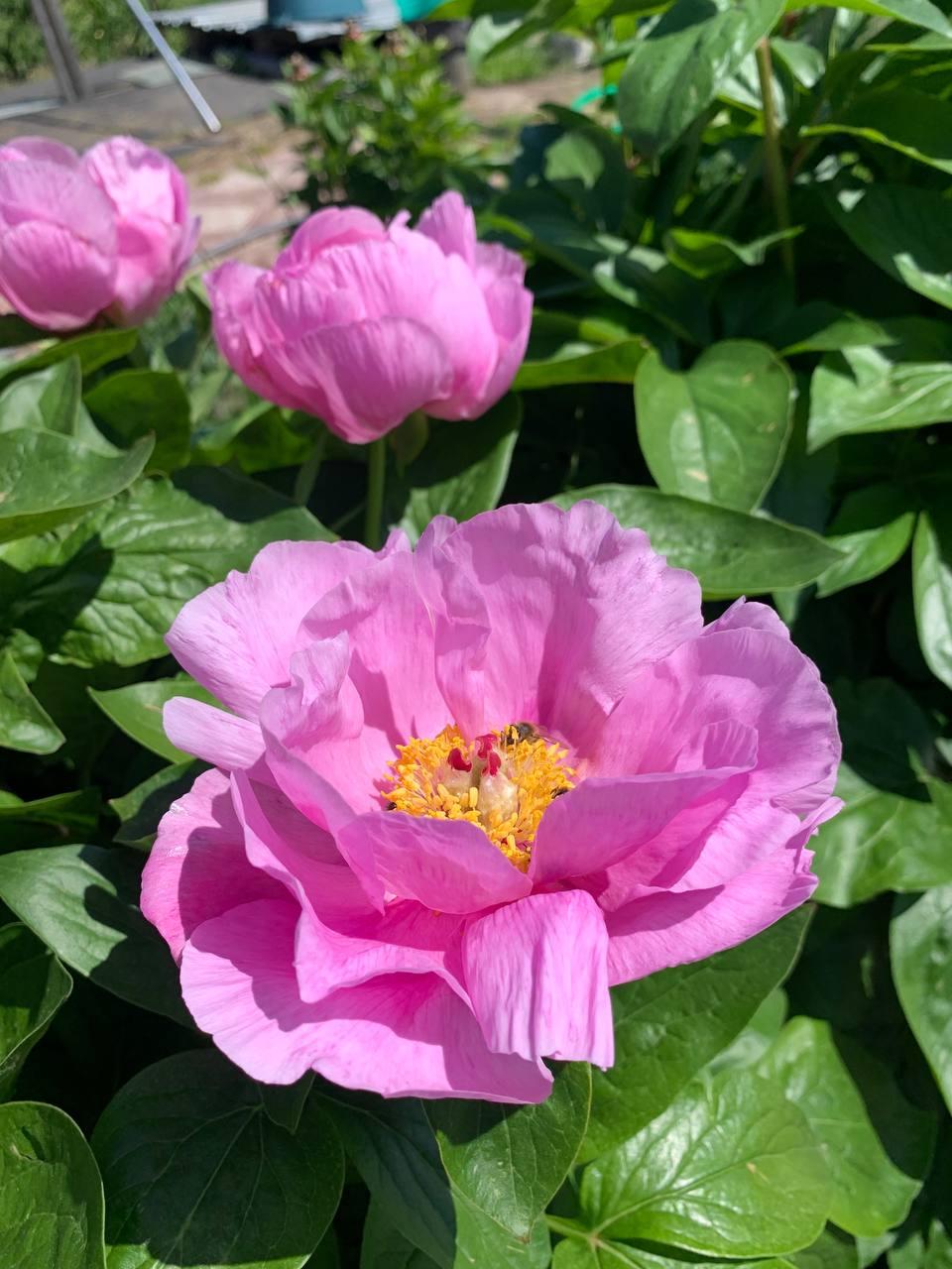 Півонія «May Lilac» корінь 3-5 вічок, фото 1