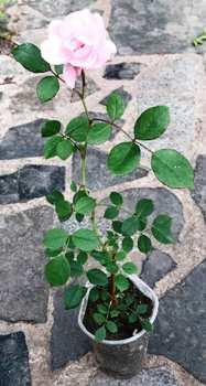 Троянда мініатюрна рожева. 0.5 л., фото 1